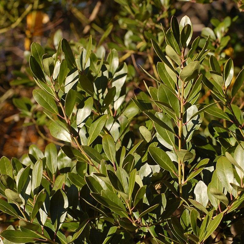 Ilex glabra 'Compacta' ~ Compact Inkberry