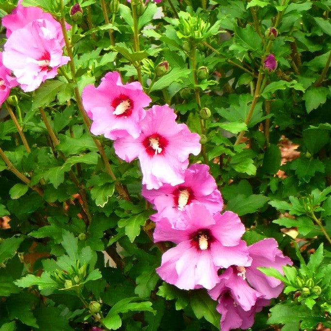 Hibiscus syriacus 'Afrodita' ~ Afrodita Rosa de Sharon