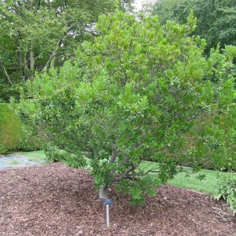 Myrica pensylvanica ~ Northern Bayberry