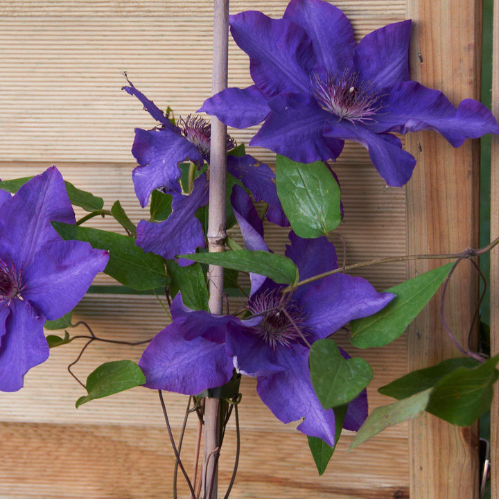 Clematis 'The President' ~ The President Clematis