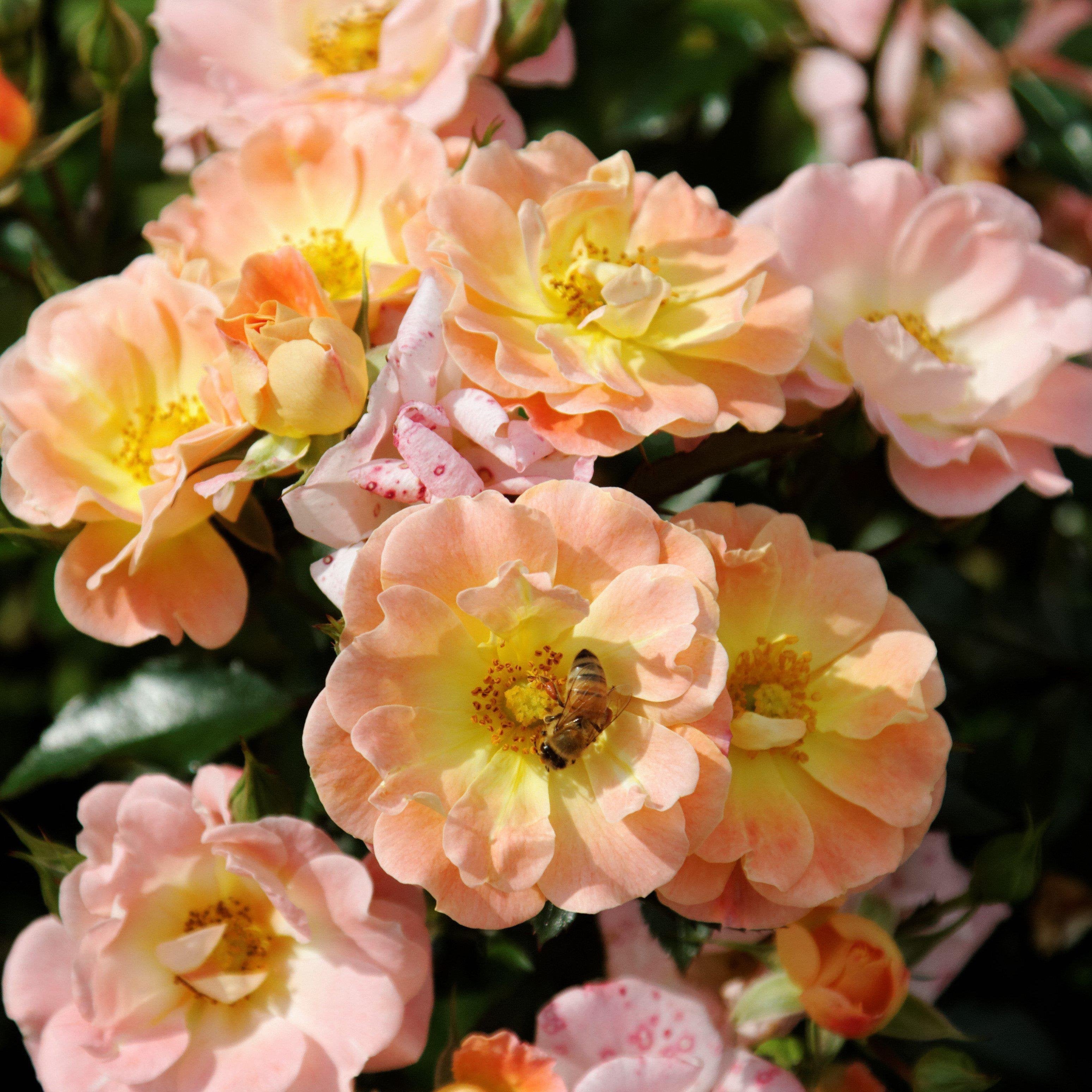 Rosa 'Meiggili' PP18,542 ~ Peach Drift® Rose – JTSOP Farms