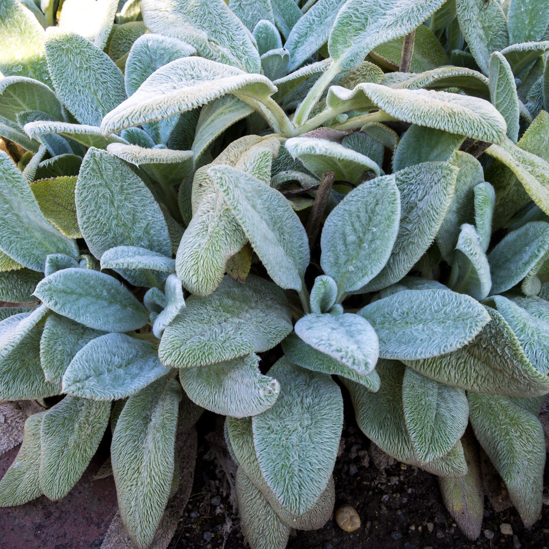 Stachys byzantina 'Silver Carpet' ~ Silver Carpet Lamb's Ear