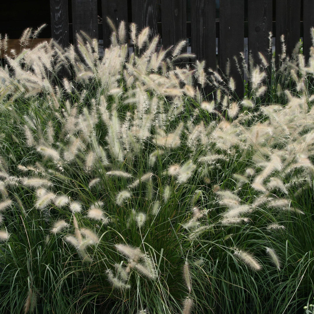 Pennisetum alopecuroides ~ Fountain Grass