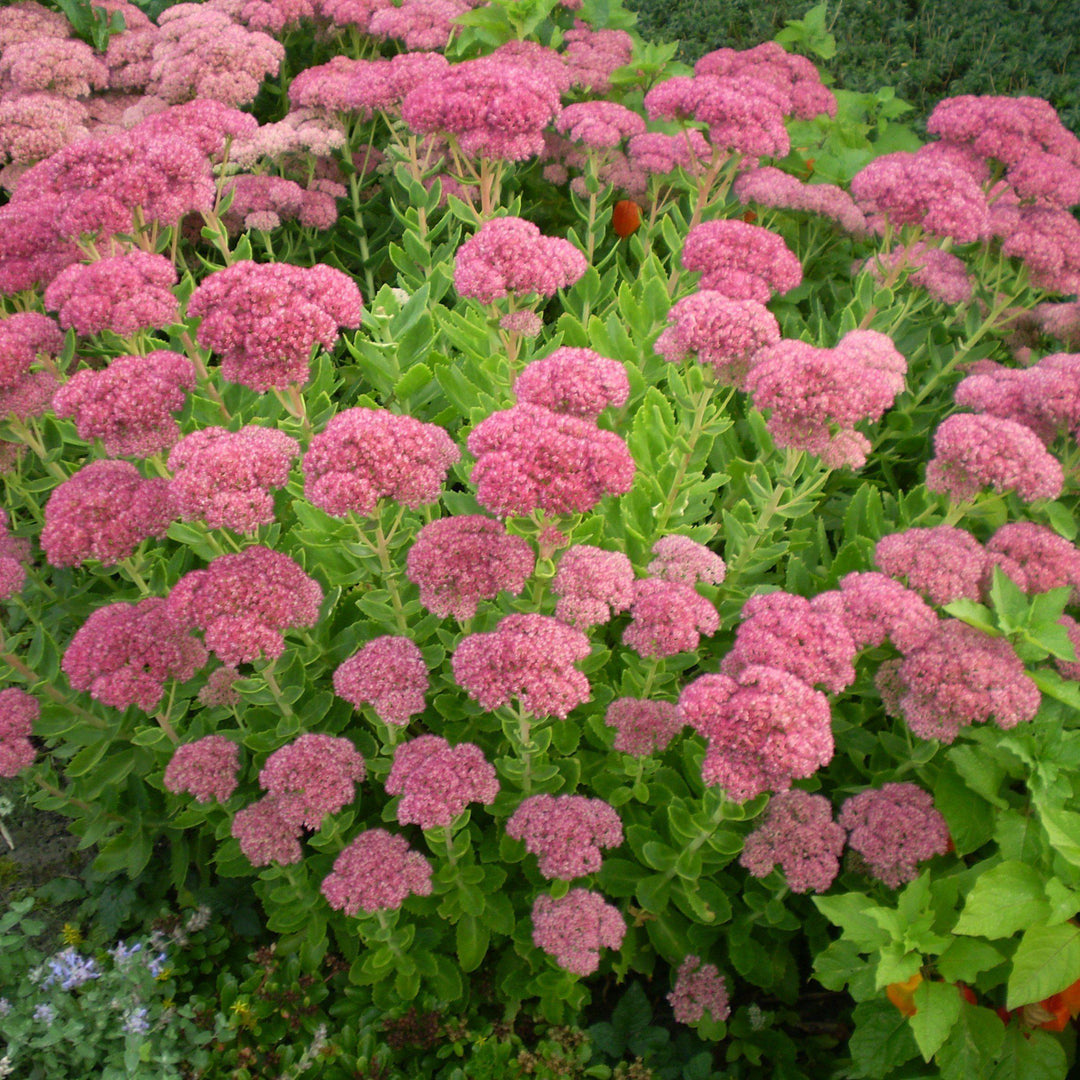 Sedum spectabile 'Brilliant' ~ Brilliant Showy Stonecrop