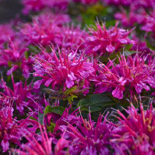 Monarda didyma 'Pardon My Purple' ~ Pardon My Purple Bee Balm