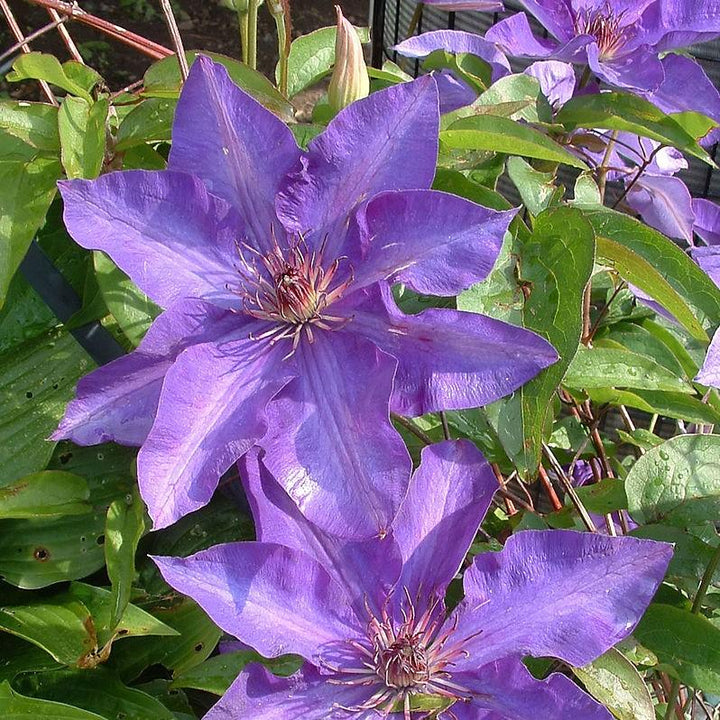Clematis 'The President' ~ The President Clematis