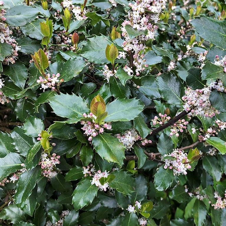 Ilex x meserveae 'Príncipe Azul' ~ Príncipe Azul Holly