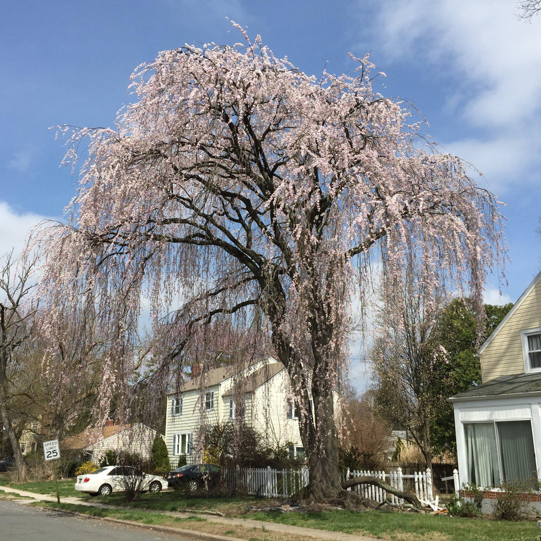 Prunus subhirtella 'Pendula' ~ Cereza Higan Llorona