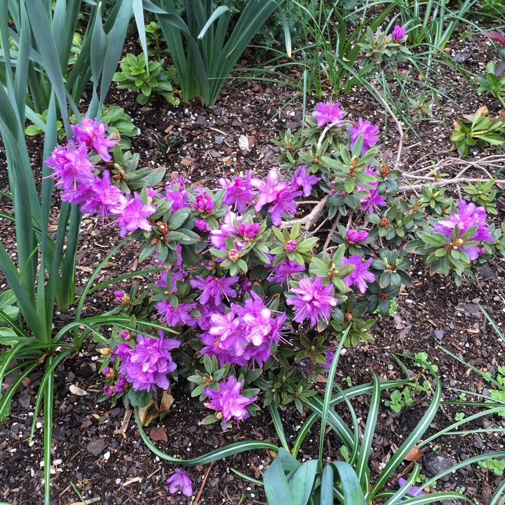 Rododendro 'Gema Púrpura' ~ Rododendro Gema Púrpura