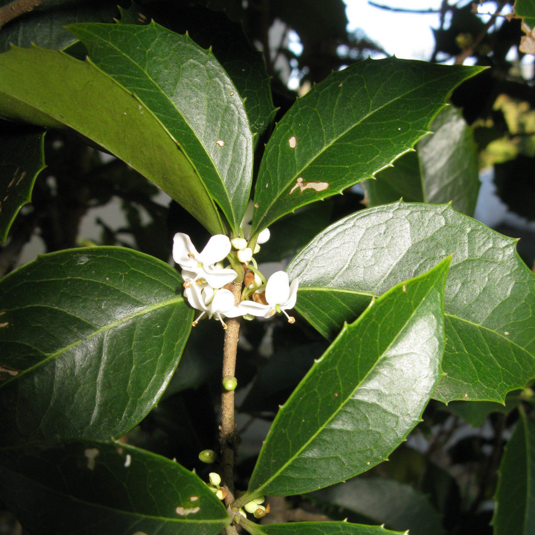 Osmanthus x fortunei ~ Fortune's Osmanthus
