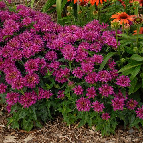 Monarda didyma 'Pardon My Purple' ~ Pardon My Purple Bee Balm