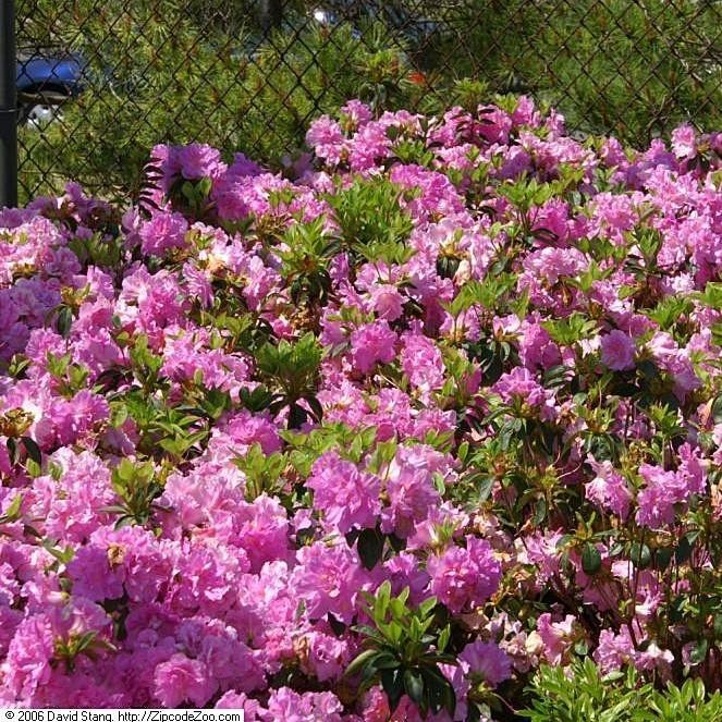 Rhododendron 'Elsie Lee' ~ Elsie Lee Azalea