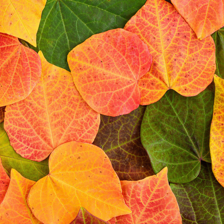 Cercis canadensis 'JN100' ~ Hearts A'Fire™ Redbud