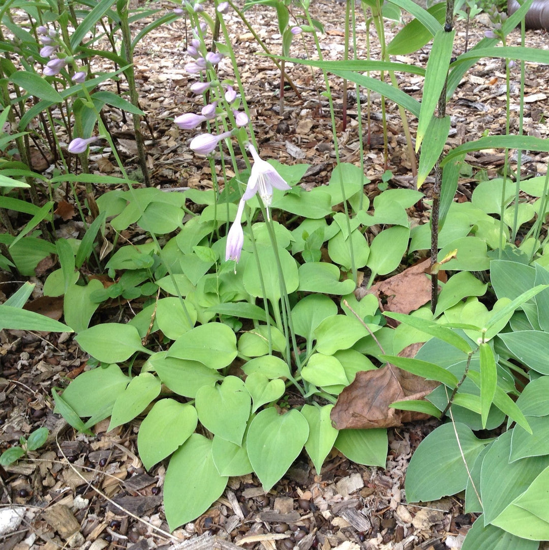 Hosta x 'Blue Cadet' ~ Blue Cadet Hosta
