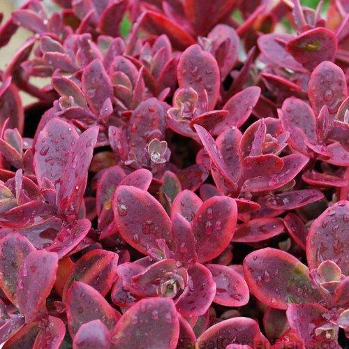 Sedum rupestre 'Wildfire' ~ Sunsparkler® Wildfire Stonecrop
