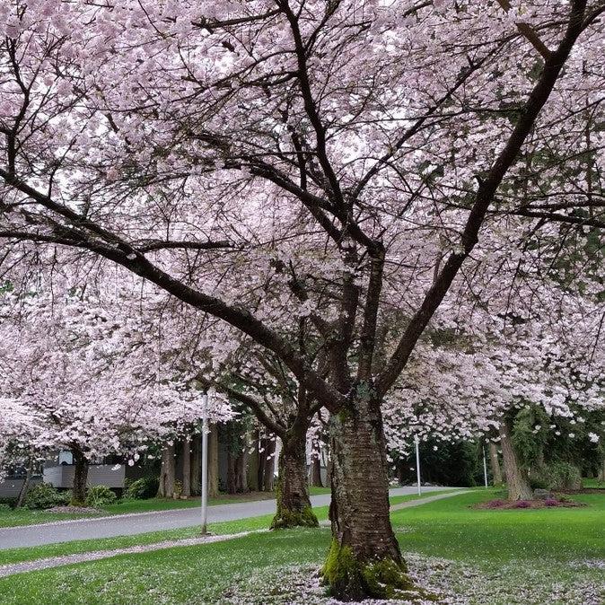 Prunus x yedoensis 'Akebono' ~ Akebono Flowering Cherry