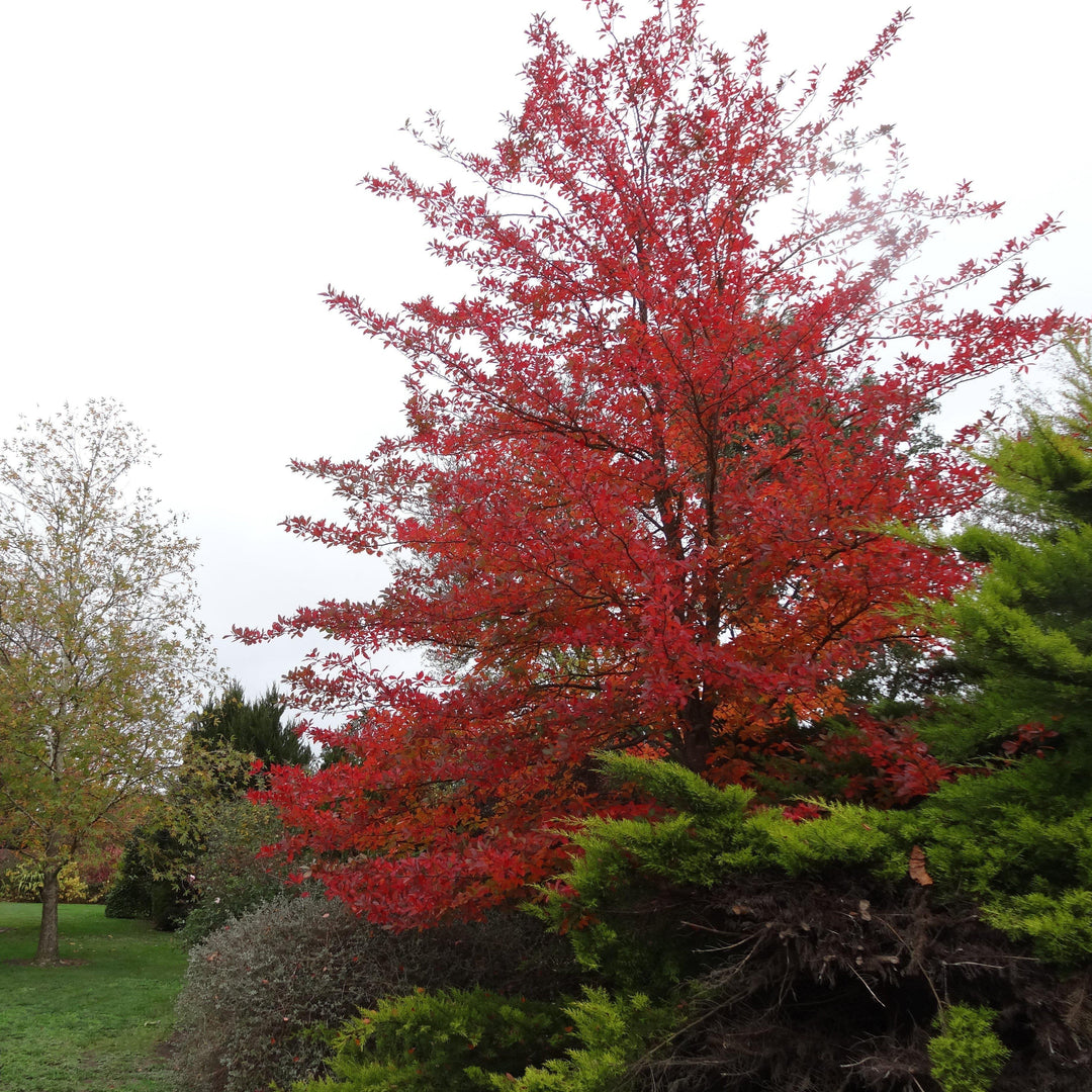 Nyssa sylvatica 'NSUHH’ PP2,951 ~ Green Gable™ Black Gum