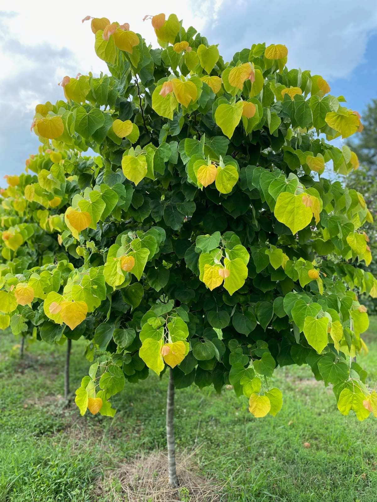 Tree – JTSOP Farms