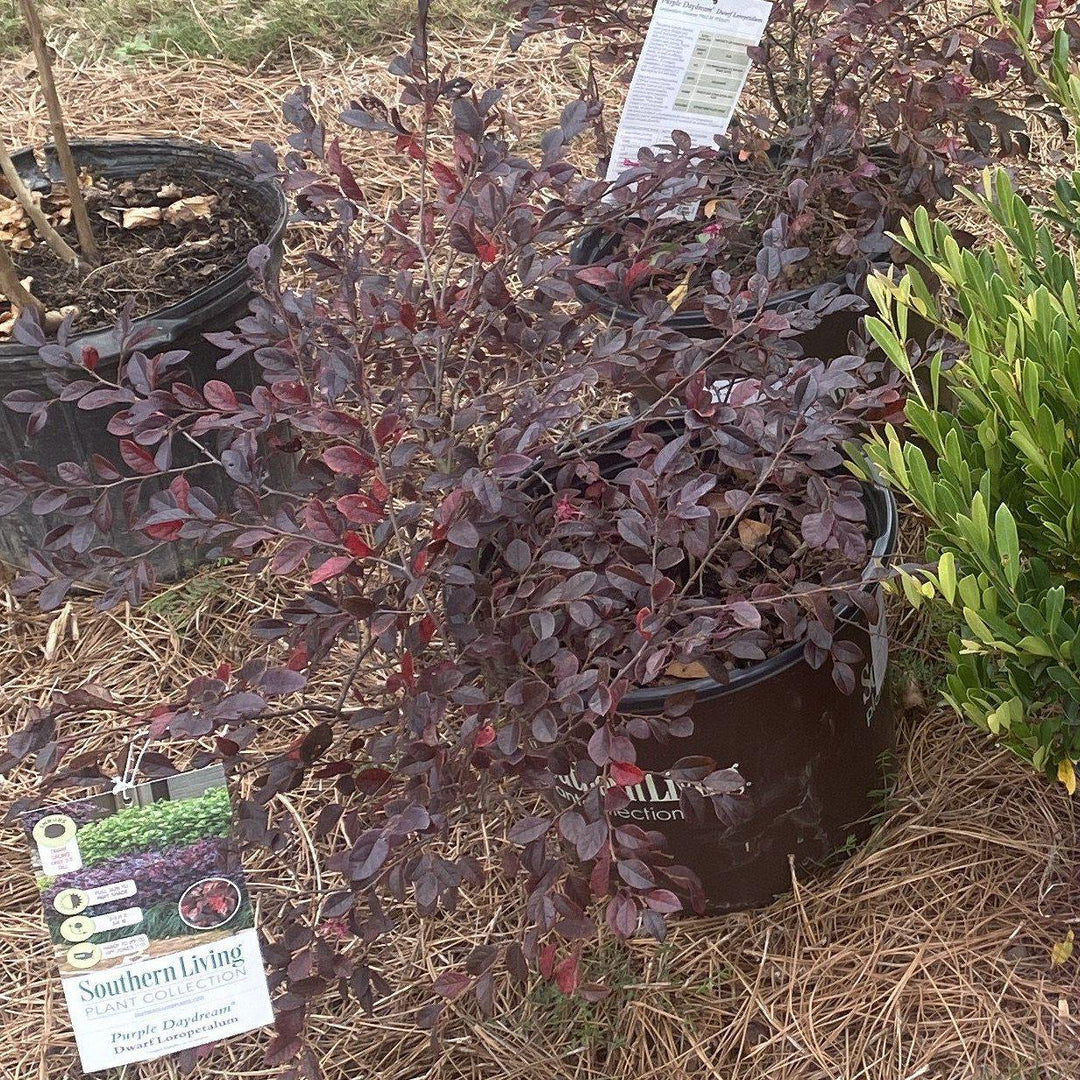 Loropetalum chinense 'Purple Daydream' ~ Flor de flecos de ensueño morado