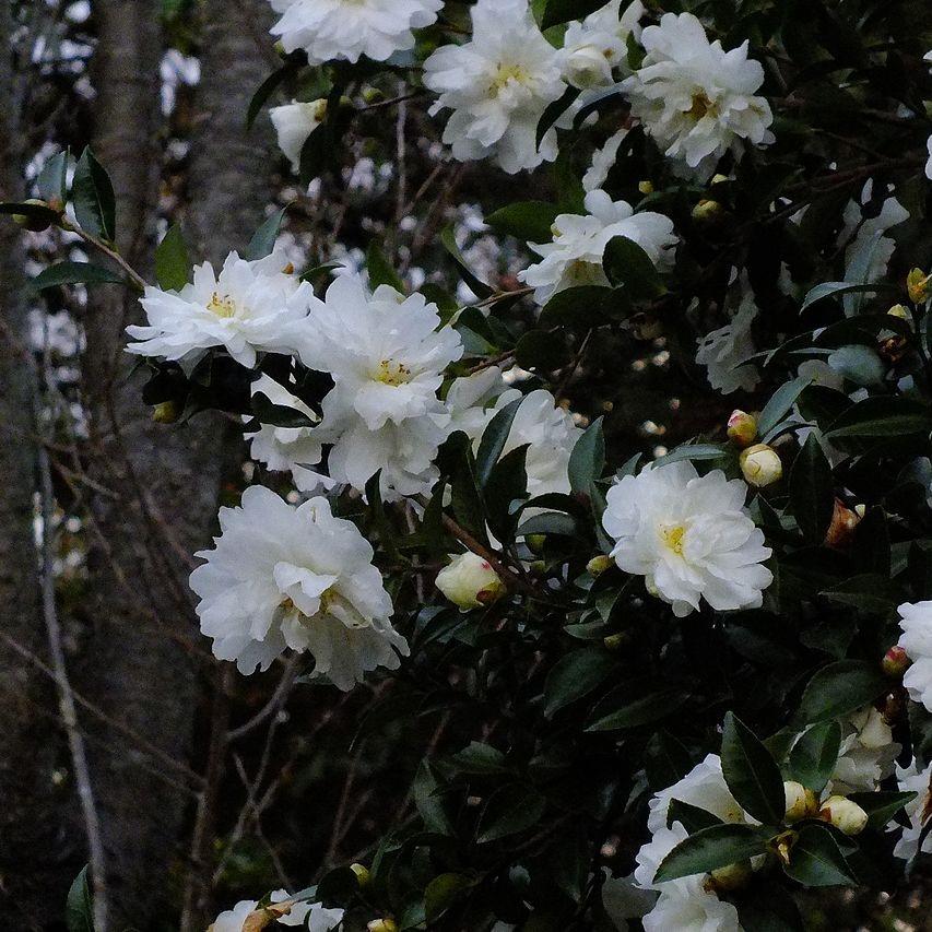 Camellia sasanqua 'Mine-No-Yuki' ~ White Doves Camellia