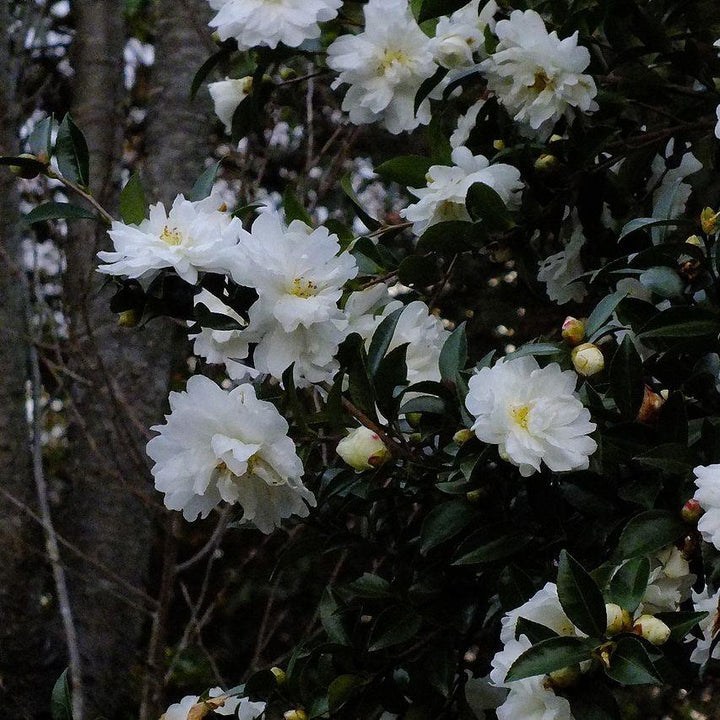 Camellia sasanqua 'Mine-No-Yuki' ~ Palomas Blancas Camelia