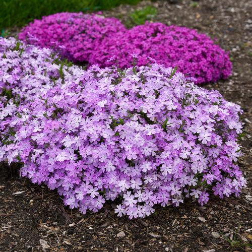 Phlox subulata 'Pink Sparkles' ~ Spring Bling™ Pink Sparkles Creeping Phlox