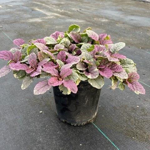 Ajuga reptans 'Burgundy Glow' ~ Burgundy Glow Bugleweed