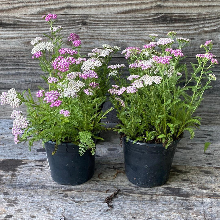 Achillea millefolium 'Oertel's Rose' ~ Oertel's Rose Yarrow