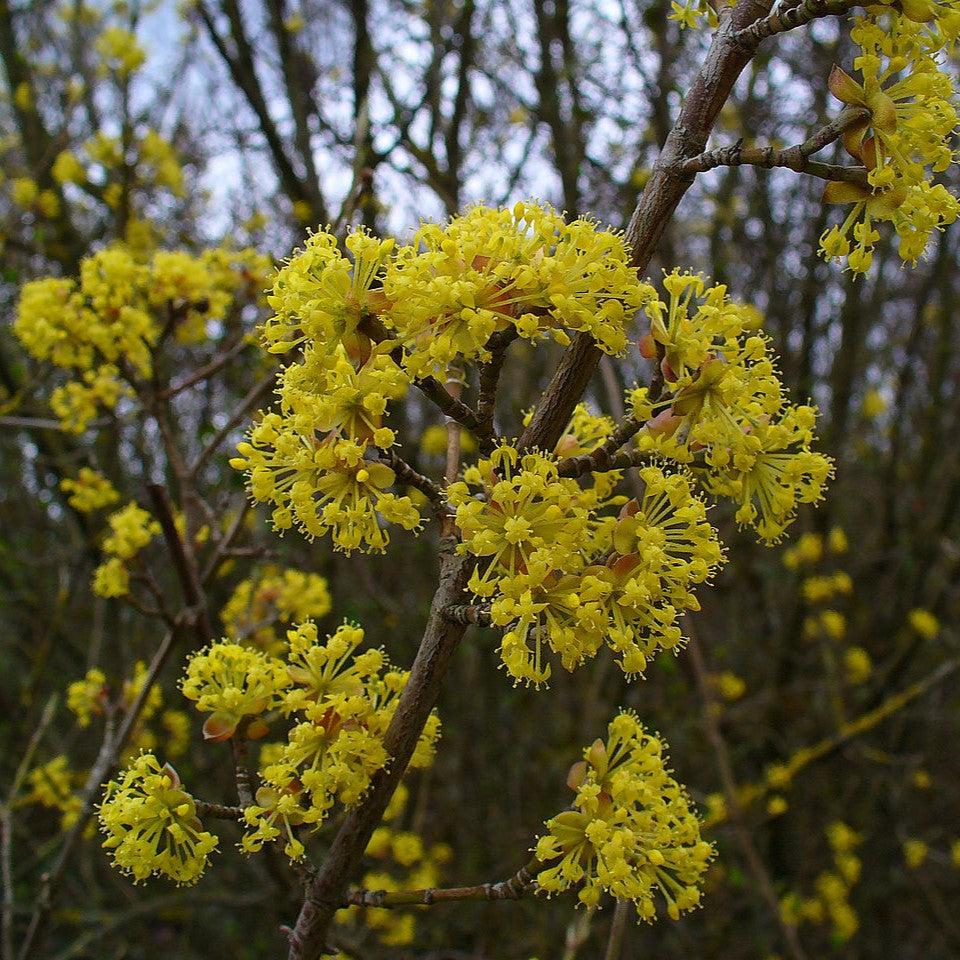 Cornus mas ~ Cornelian Cherry Dogwood