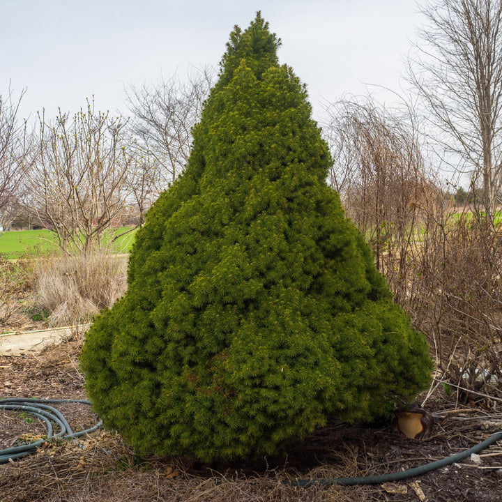 Picea glauca 'Conica' ~ Dwarf Alberta Spruce