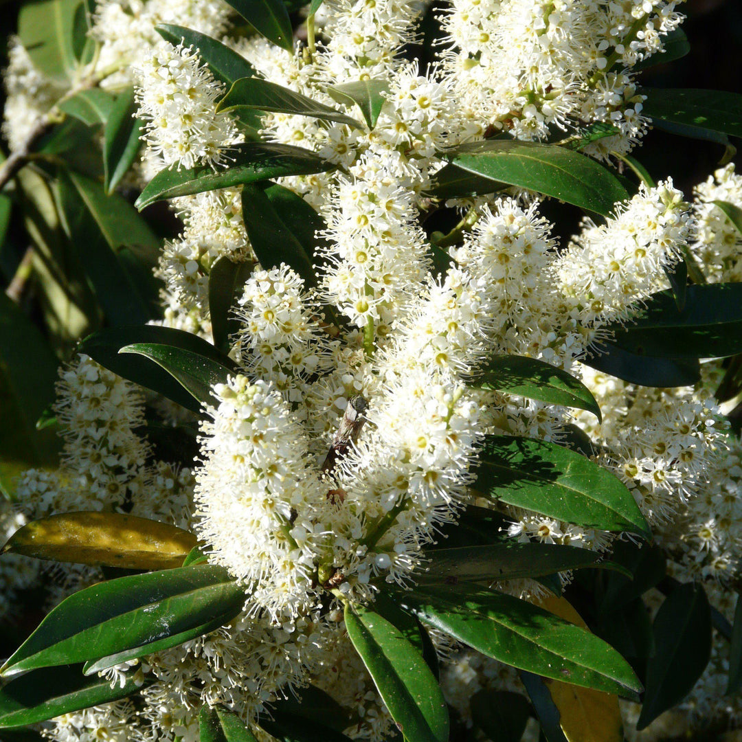 Prunus laurocerasus 'Nana' ~ Dwarf English Laurel