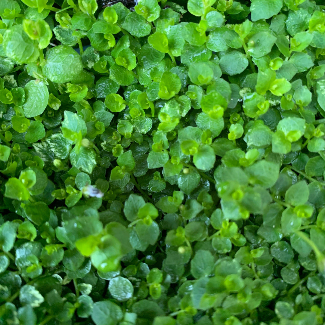 Isotoma fluviatilis ~ Blue Star Creeper