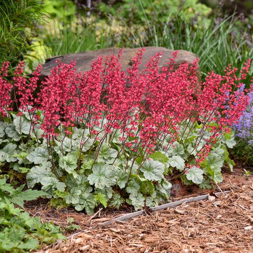 Heuchera 'Dolce Spearmint' PP31281 ~ Dolce® Spearmint Heuchera