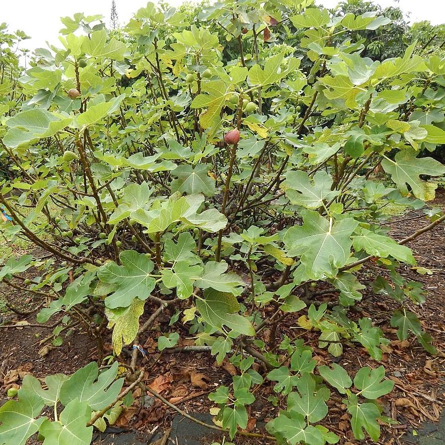 Ficus carica 'Brown Turkey' ~ Brown Turkey Fig