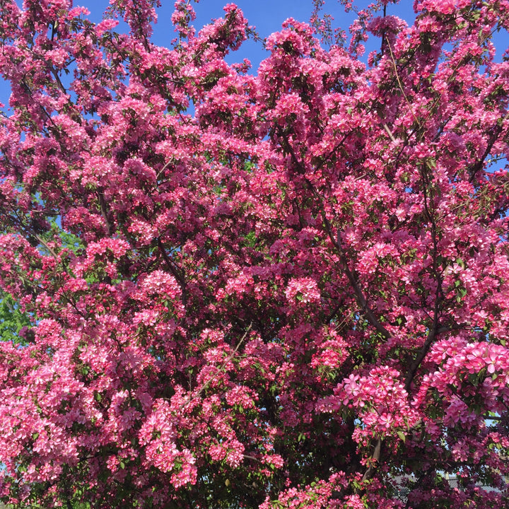 Malus 'JFS-KW5' ~ Royal Raindrops® Crabapple