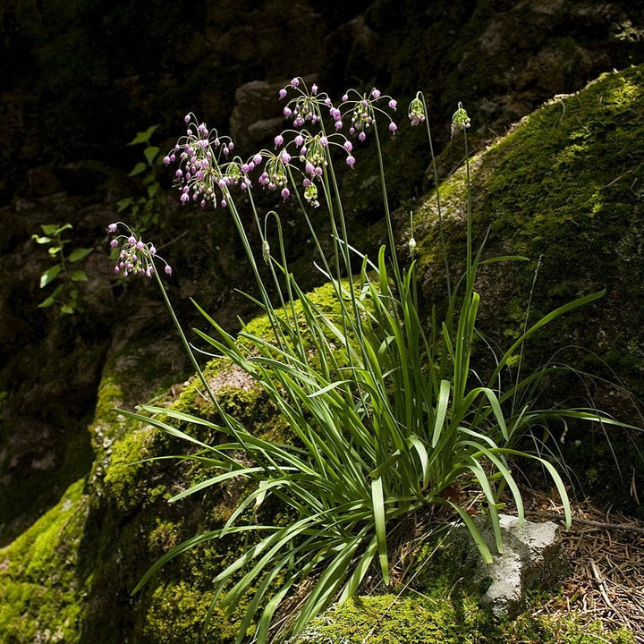 Allium cernuum ~ Nodding Onion