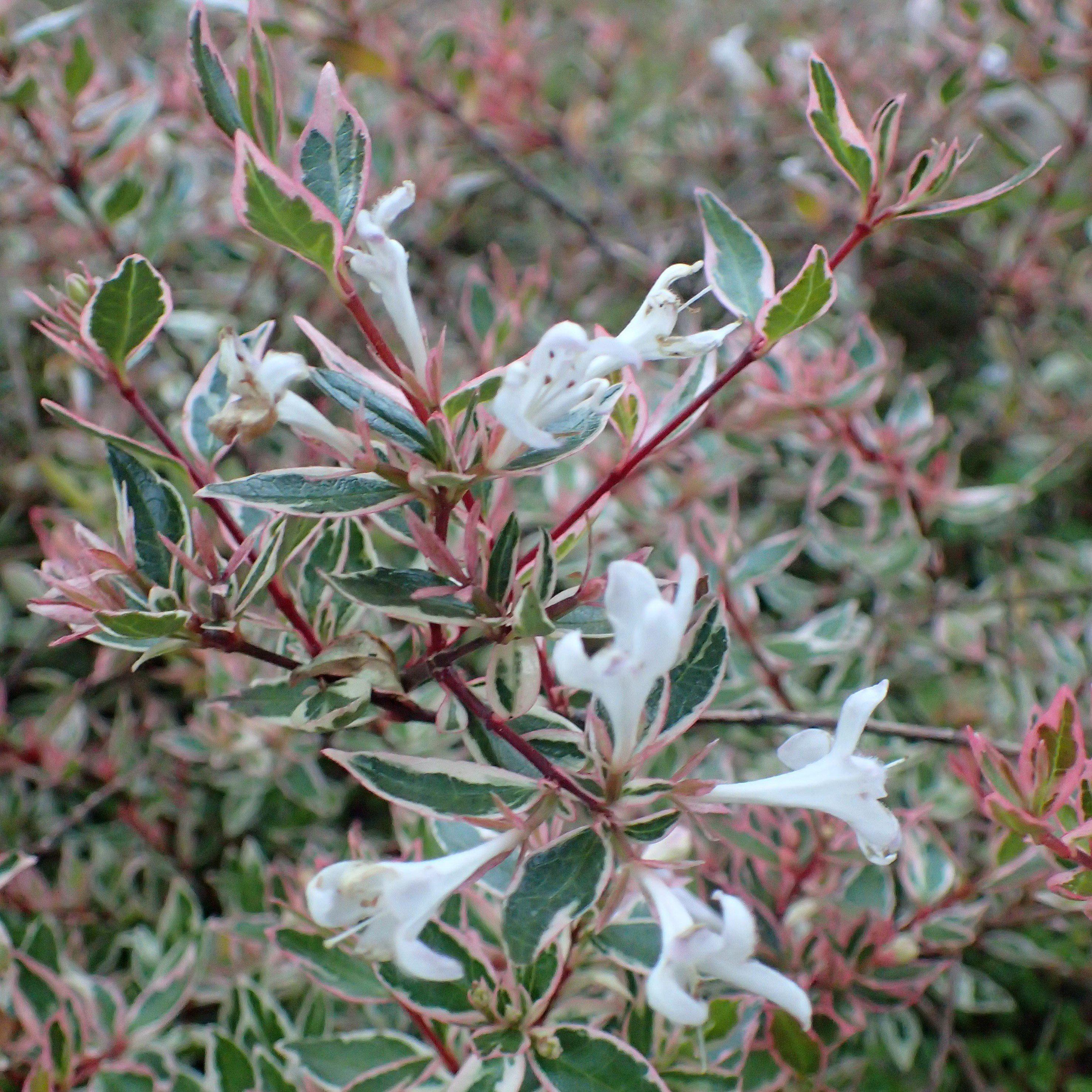 Abelia x grandiflora 'Confetti' ~ Confetti® Abelia – JTSOP Farms