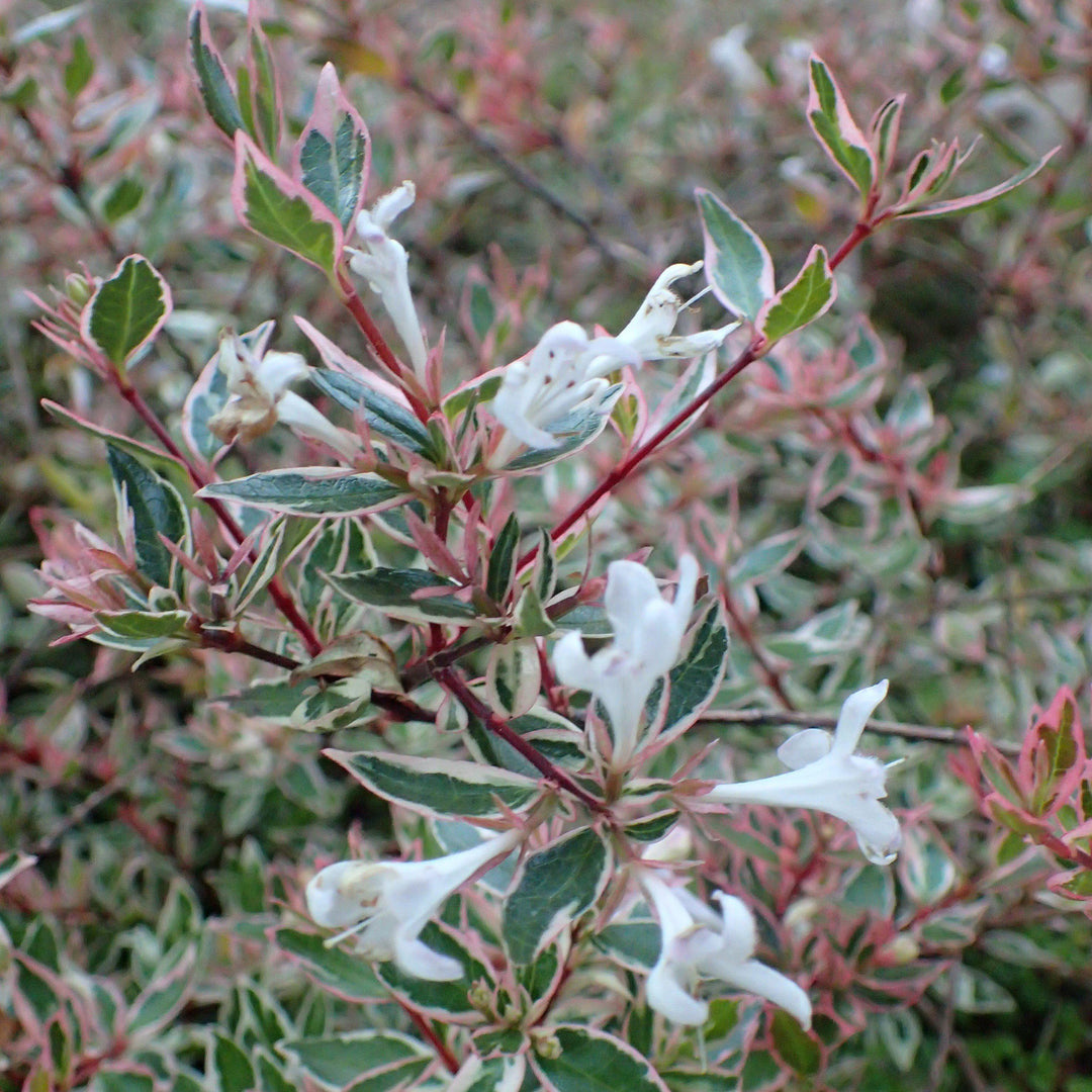 Abelia x grandiflora ‘Confetti’ ~ Confetti® Abelia