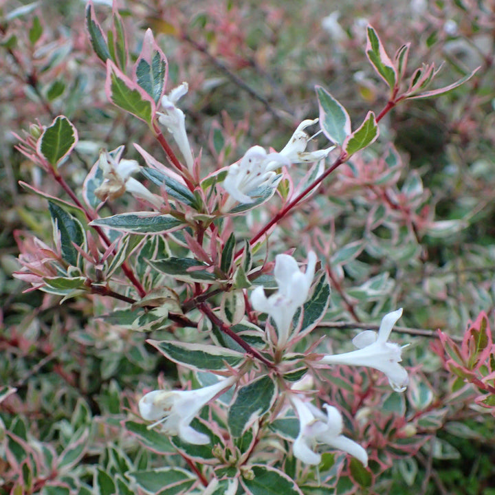 Abelia x grandiflora 'Confeti' ~ Confetti® Abelia