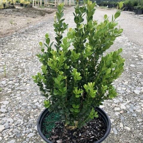 Buxus 'SB300' PP32421 ~ Boj NewGen™ Freedom®