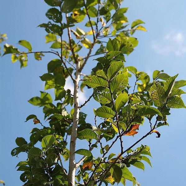 Ulmus americana ‘Valley Forge’ ~ Valley Forge American Elm