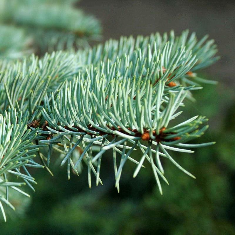 Picea pungens var 'Glauca'~ Colorado Blue Spruce