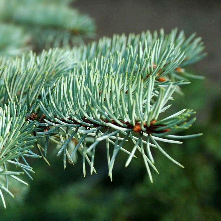 Picea pungens var 'Glauca'~ Colorado Blue Spruce