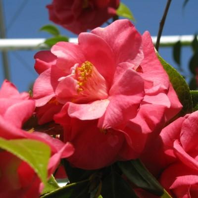 Camellia japonica 'Suprema de Kramer' ~ Camelia Suprema de Kramer