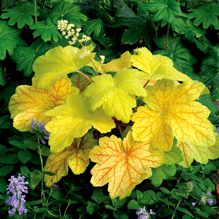 Heuchera 'Electric Lime' ~ Electric Lime Coral Bells