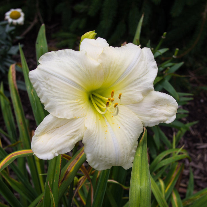 Hemerocallis 'Joan Senior' ~ Joan Senior Daylily