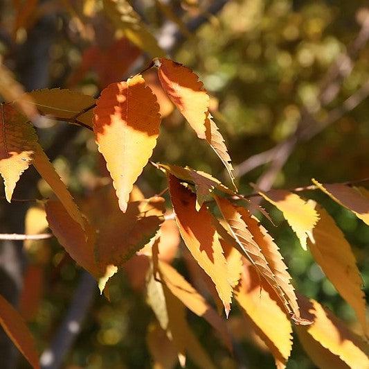 Zelkova serrata ‘Village Green’ ~ Village Green Zelkova