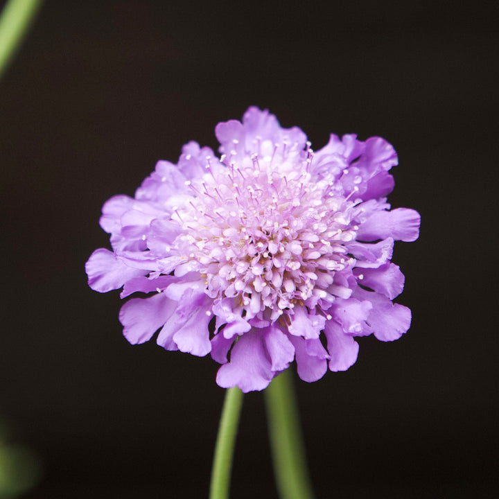 Scabiosa columbaria 'Butterfly Blue' ~ Butterfly Blue Pincushion Flower