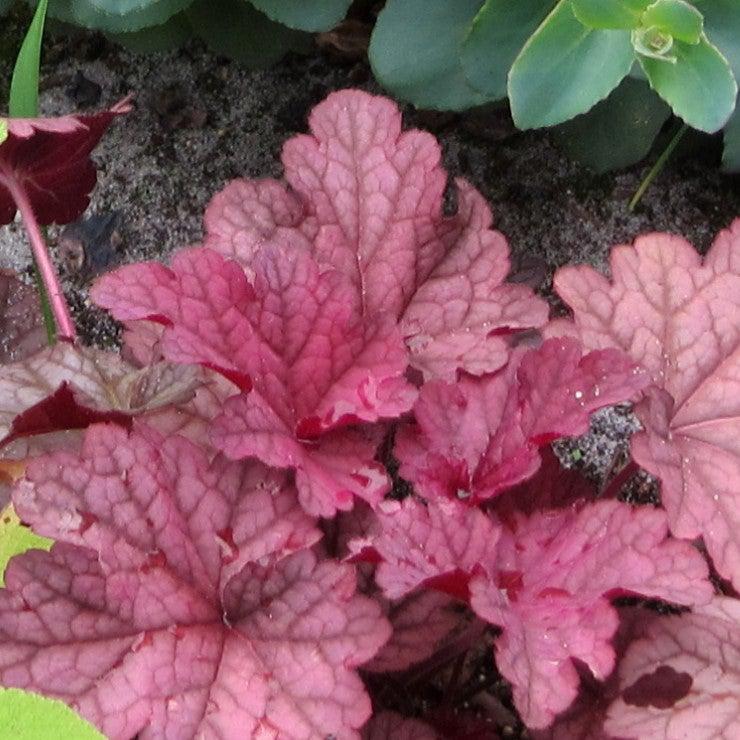 Heuchera villosa 'Berry Smoothie' ~ Berry Smoothie