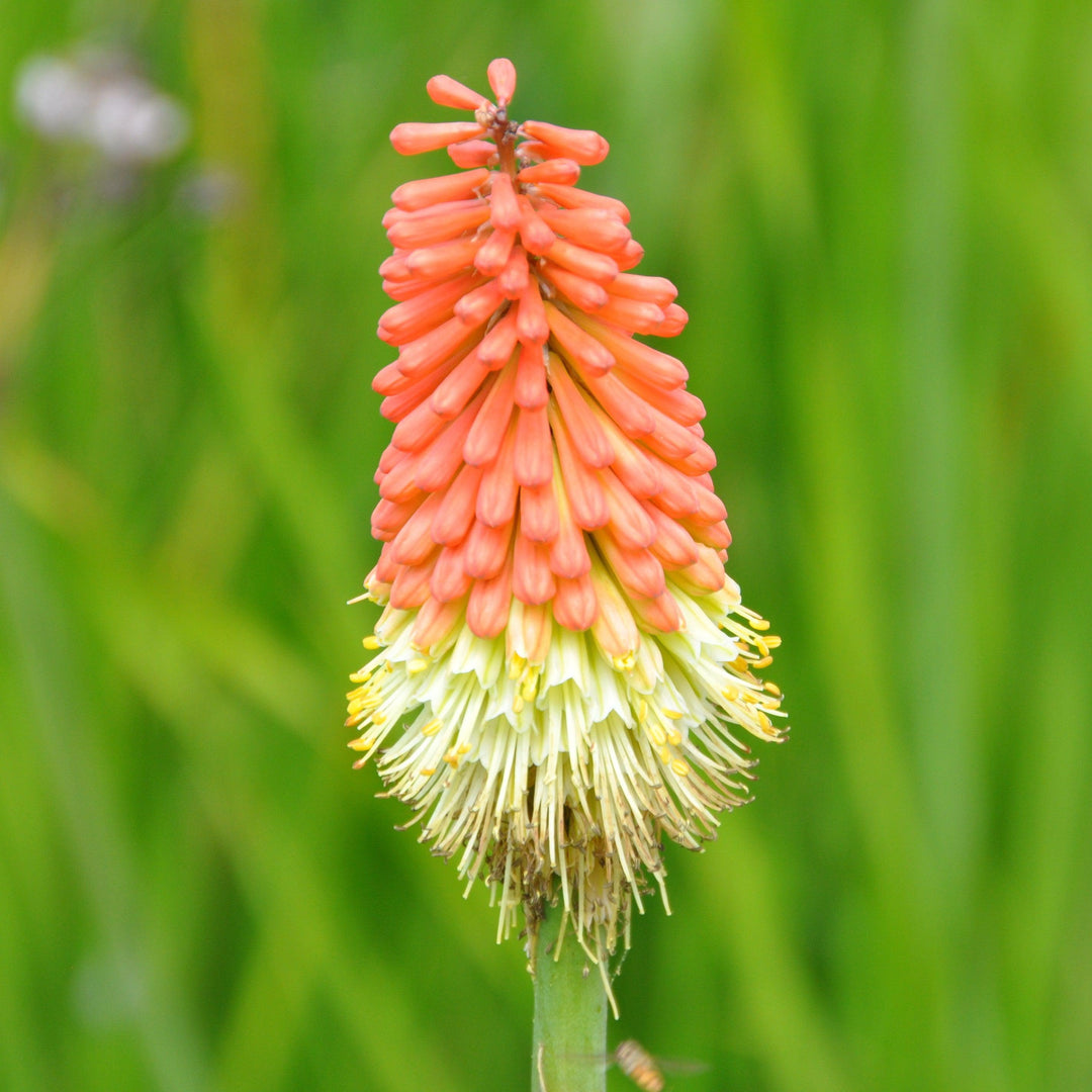 Kniphofia 'High Roller' ~ High Roller Red Hot Poker